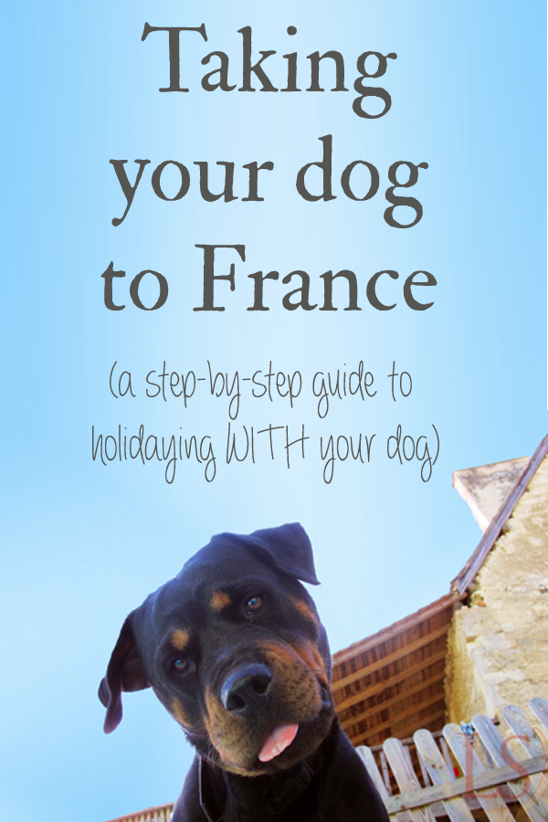 I've had a steady stream of
"oh, you took the dog with you! How easy is it to take your dog to France? Was it complicated? What did you need to do? How much was the dog passport?" type questions.
I thought the easiest thing was to put all the answers in one place.