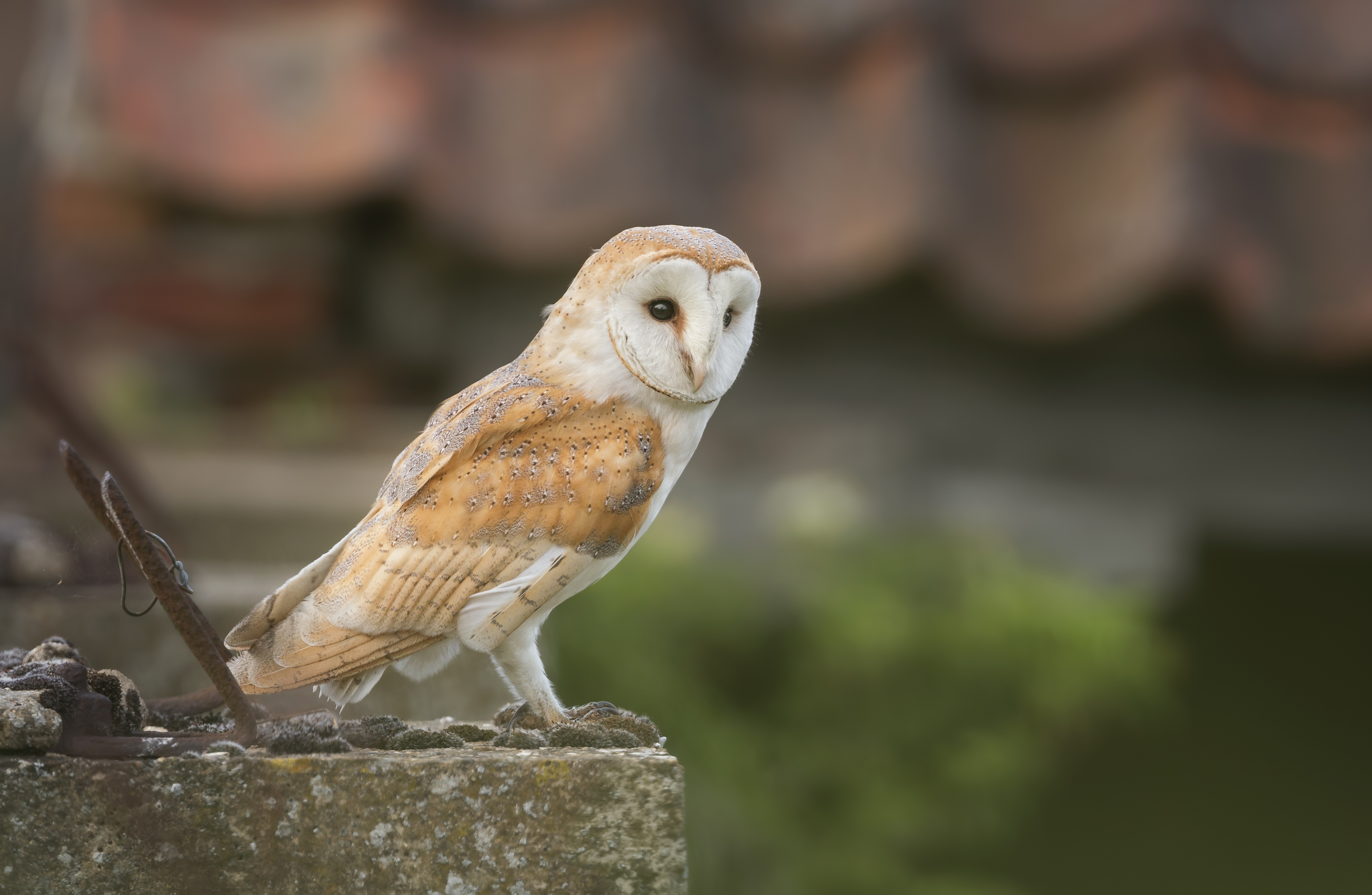 Barn Owl UK