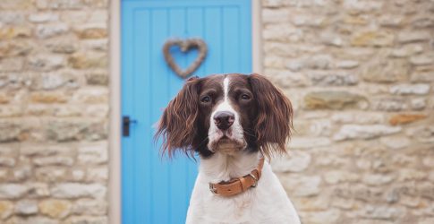 Luxury Dog Friendly Cottages